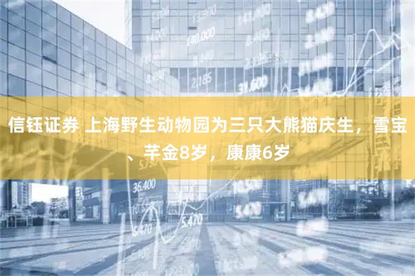 信钰证券 上海野生动物园为三只大熊猫庆生，雪宝、芊金8岁，康康6岁
